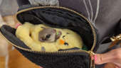 A Flying Squirrel Eating a Pea In A Pineapple In A Purse