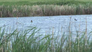 Advocates call on Sask. government to create wetland policy