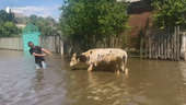 Kherson residents rescue animals after flooding