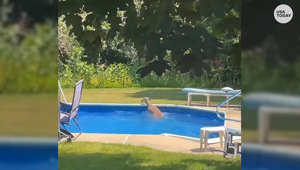 'No! Not in the pool': Deer jumps in man's pool after smashing through his home