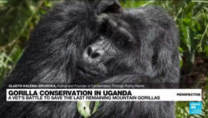 Champion of the gorillas: Meet Gladys Kalema-Zikusoka, Uganda's first wildlife vet