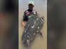 ‘Monster’ 9ft catfish caught in Italy - but it won’t break the world record