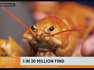 "One in 30 million" orange lobster caught in Maine
