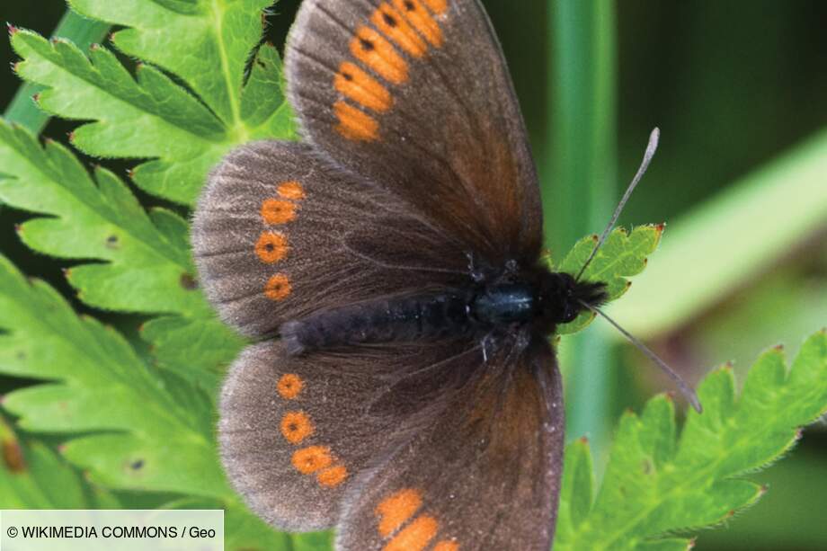 Le Moiré des Sudètes