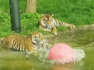 2 Endangered Tiger Cubs Make Splash at London Zoo