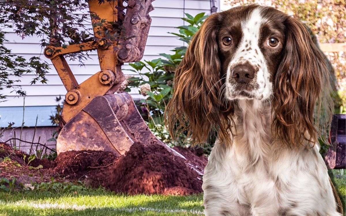 why a spaniel could be key to getting your planning application approved
