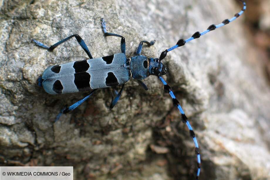 La Rosalie des Alpes