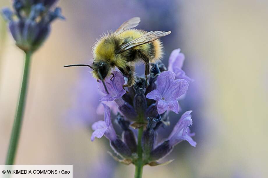 Le Bourdon des Causses