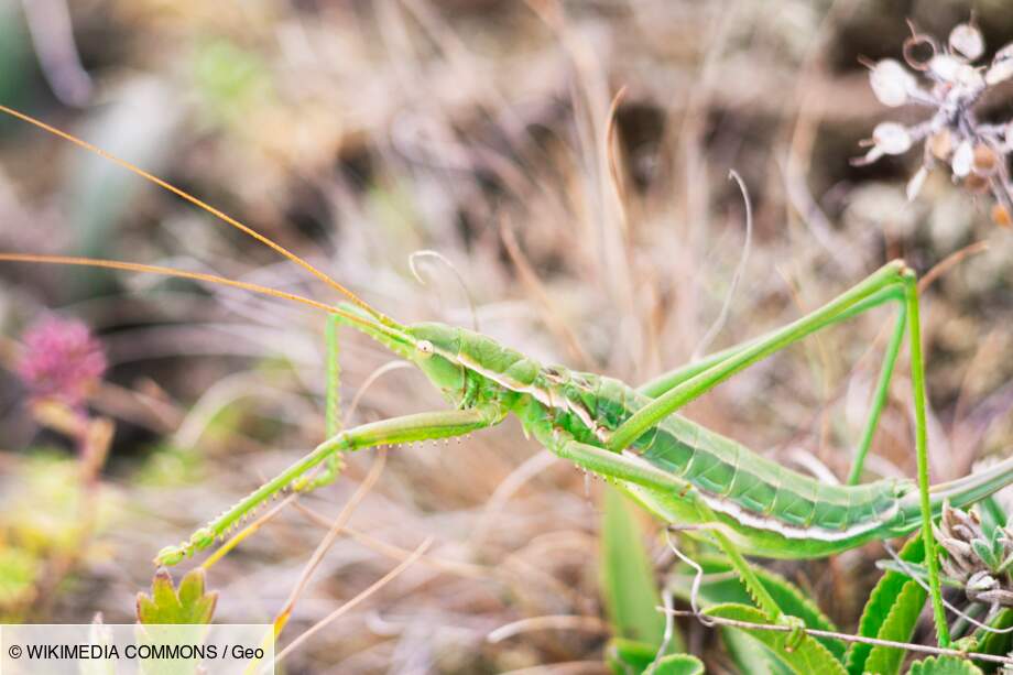 La Magicienne dentelée