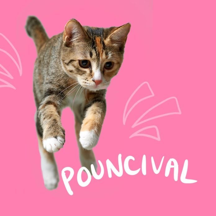 200 Funny Cat Names That Are Absolutely Hiss Terical