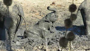 Clumsy baby elephant slips & falls back into mud wallow