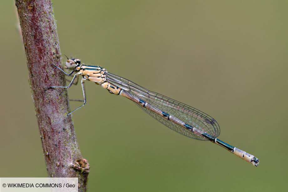 L'Agrion à fer de lance