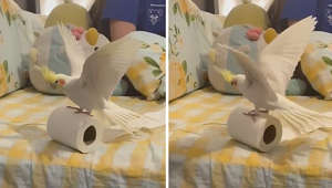Birdie mishap with toilet paper roll takes a tumble