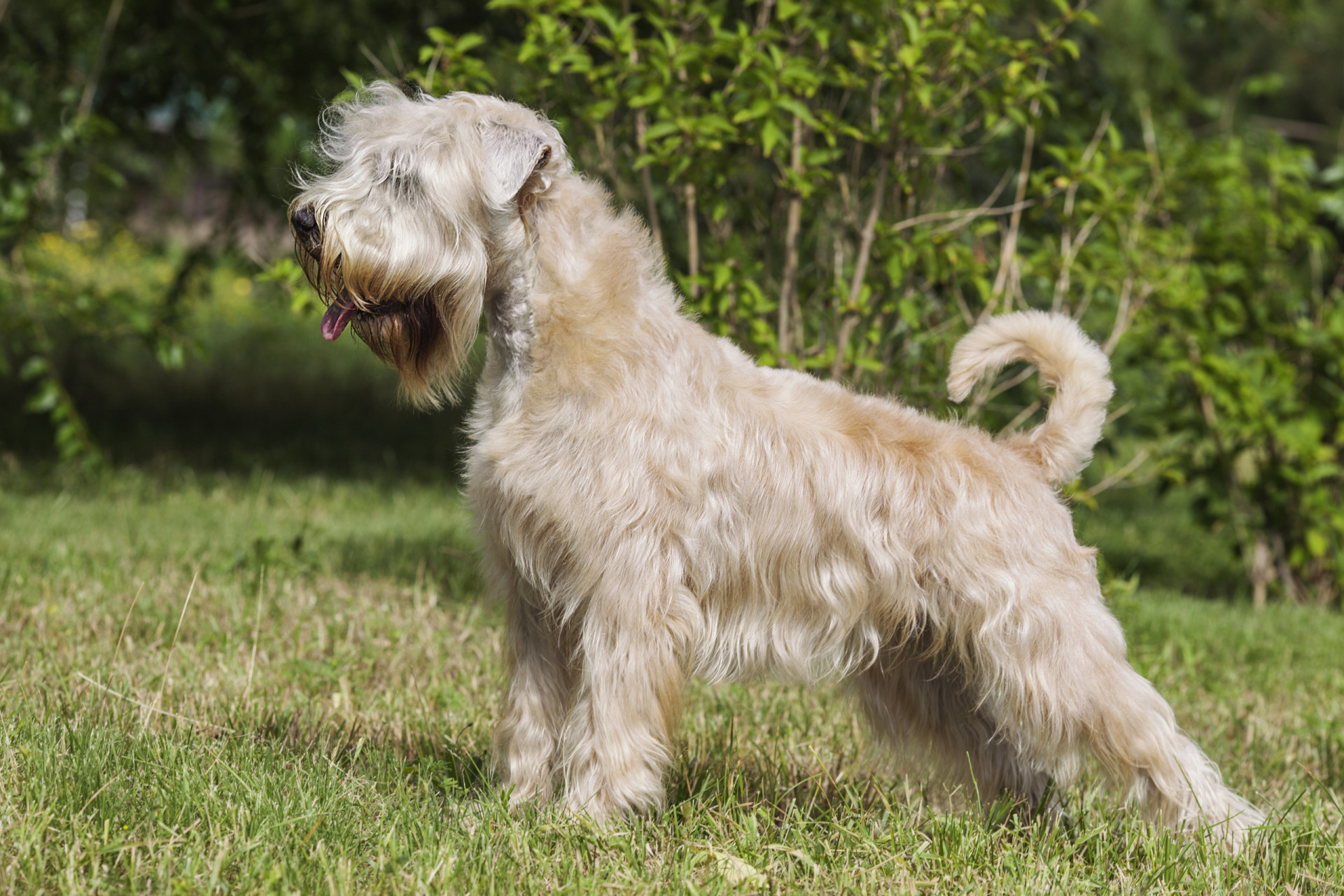 Терьер фото разновидности. Пшеничный Фокстерьер. Soft Coated Wheaten Terrier. Терьеристые породы собак. Уитон терьер собака.