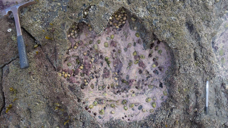 Researchers In Scotland Discovered Massive Footprints That Could Have Only Belonged To...Any Guesses?