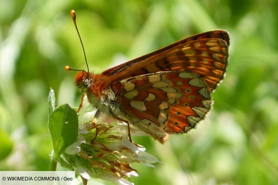 Le Damier de la Succise
