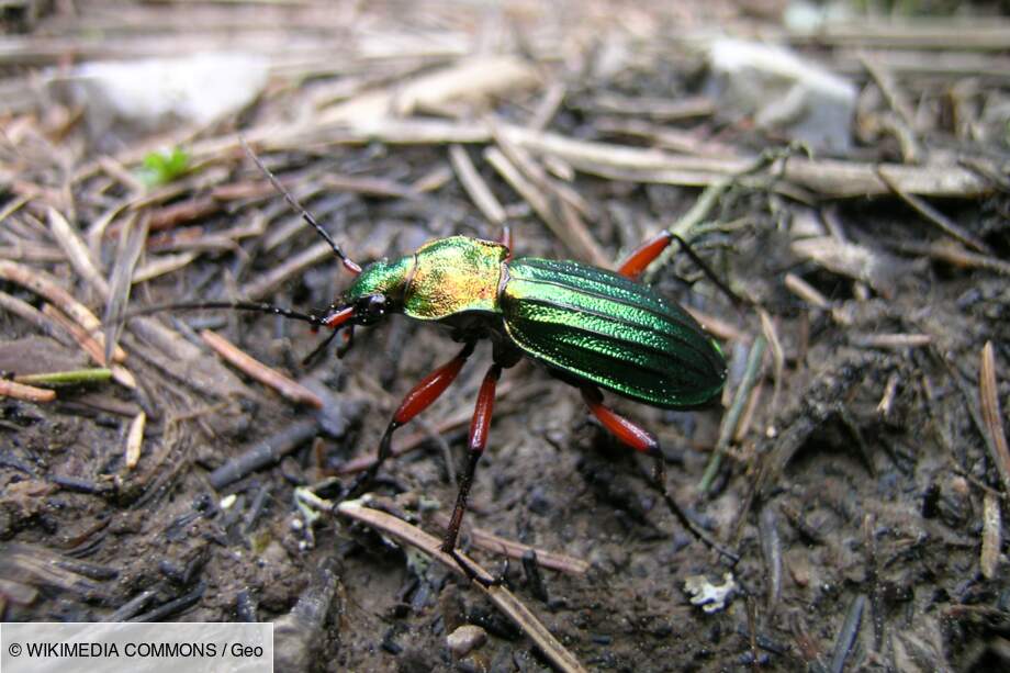 Le Carabe doré du Ventoux