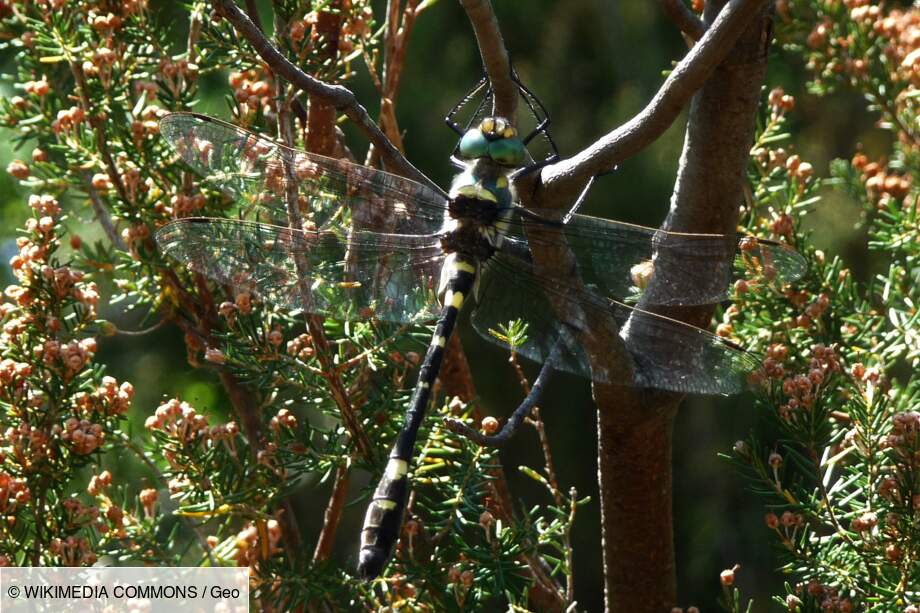 La Cordulie splendide