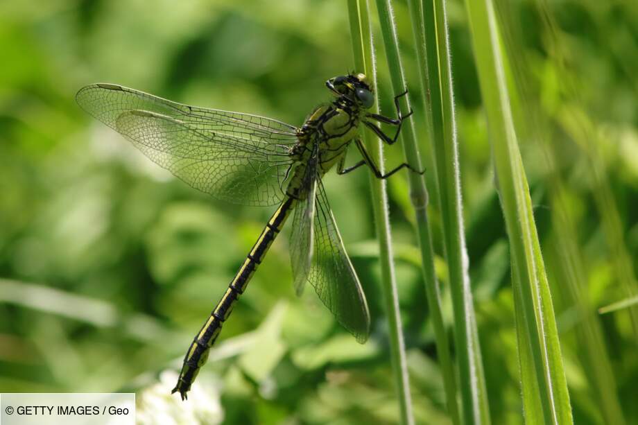 Le Gomphe serpentin