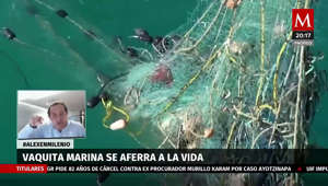 Se ha reducido el 90% de redes ilegales en la zona donde habita la vaquita marina: Adán Peña Fuentes, titular de Conanp.