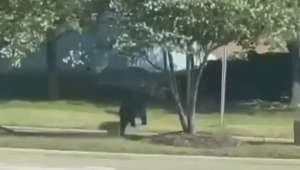 Bear spotted near Gurnee daycare center, popular mall