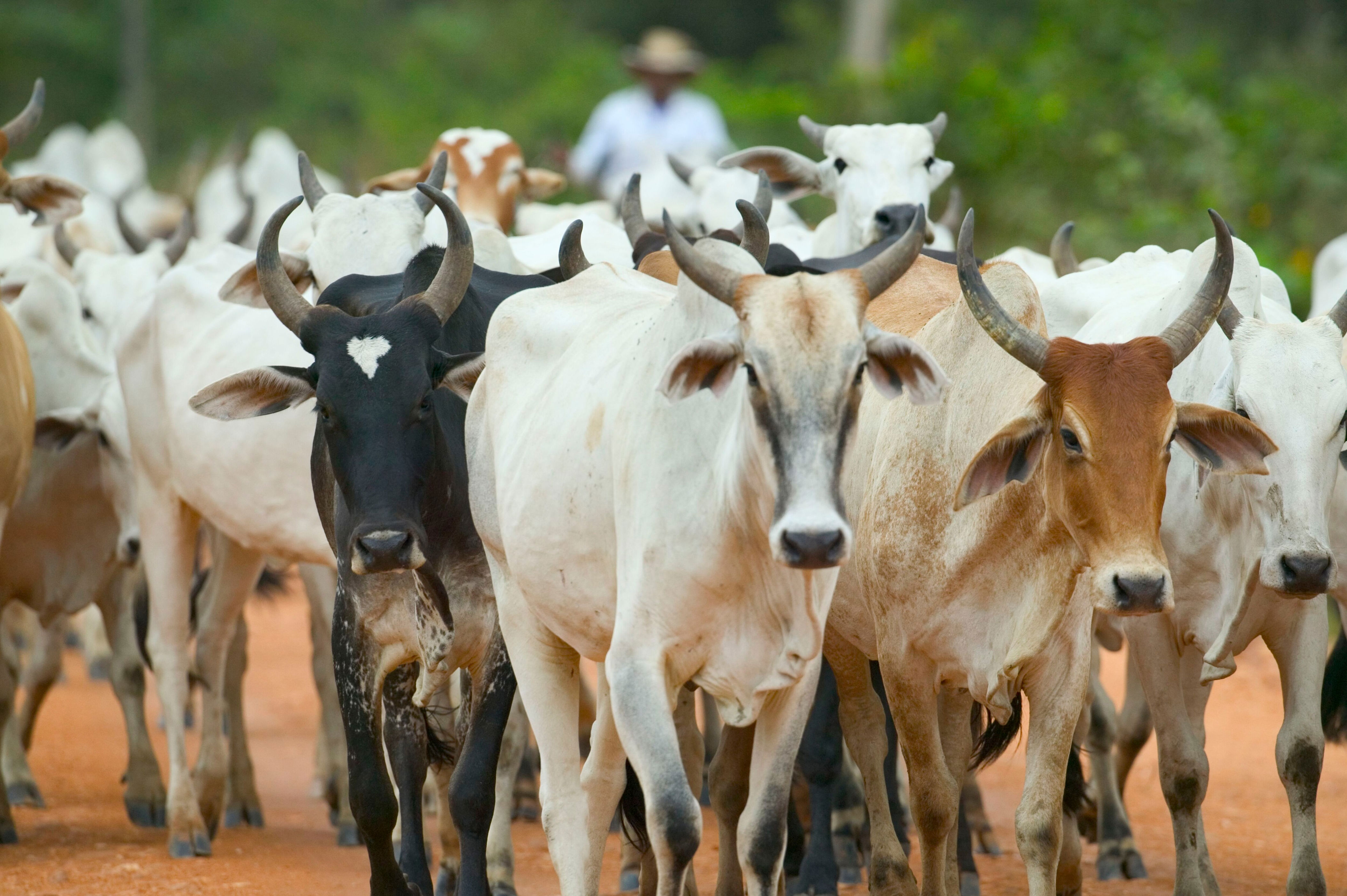 Стадо 5 букв. Коровы в Бразилии. КРС 5. Herding Cattle.