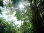 Die Sonne scheint durch das Blätterdach des Regenwalds nahe der nordbrasilianischen Stadt Belem.