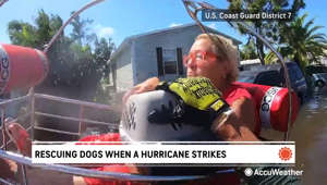 Dogs aren't always able to evacuate with their human families when a hurricane strikes, so what happens if they get left behind? That's where Big Dog Ranch Rescue comes in.