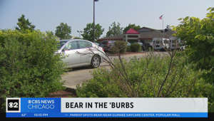Parents on high alert after bear spotted near Gurnee daycare center