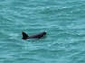 Mexico’s endangered vaquita porpoises are holding on in the Gulf of California