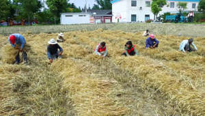 Wheat Harvesting in Taizhou, Jiangsu, China