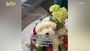 Puppies or Poppies? Then Answer Was Lost in Translation at This Florist