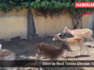 Silivri'de Nesli Tehlike Altındaki Yabani Hayvanlar Ele Geçirildi
