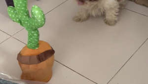 Cute Puppy Encounters Dancing Cactus