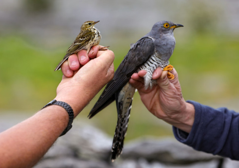 tracking project aims to solve mystery of where irish cuckoos migrate to in winter months