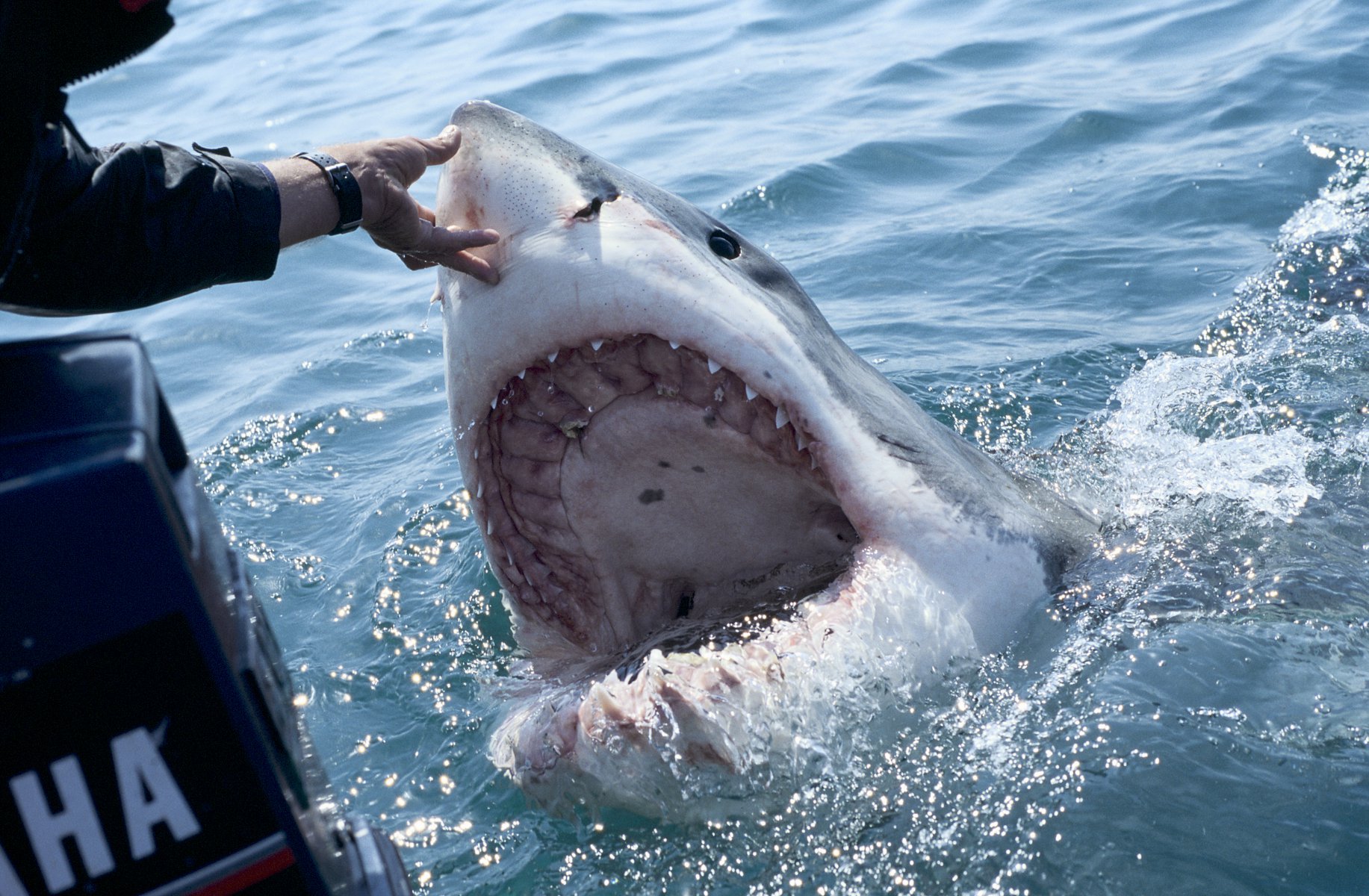 Нападение акулы в море. Большая белая акула (Carcharodon carcharias). Самая опасная акула в мире.