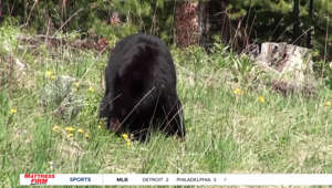 Yellowstone National Park officials investigating incident where man charges bear