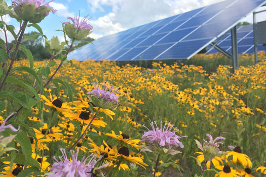 summer-s-in-bloom-including-solar-meadows-in-mn
