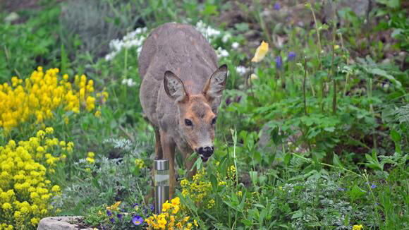 Deer Repellent Plants for Backyard Gardens