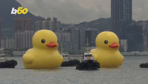 Giant Twin Ducks to Bring Luck to Hong Kong Harbor