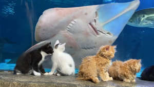 Se kattungarnas söta besök på akvariet
