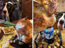 Great Dane enjoys carving & tasting roasted chicken