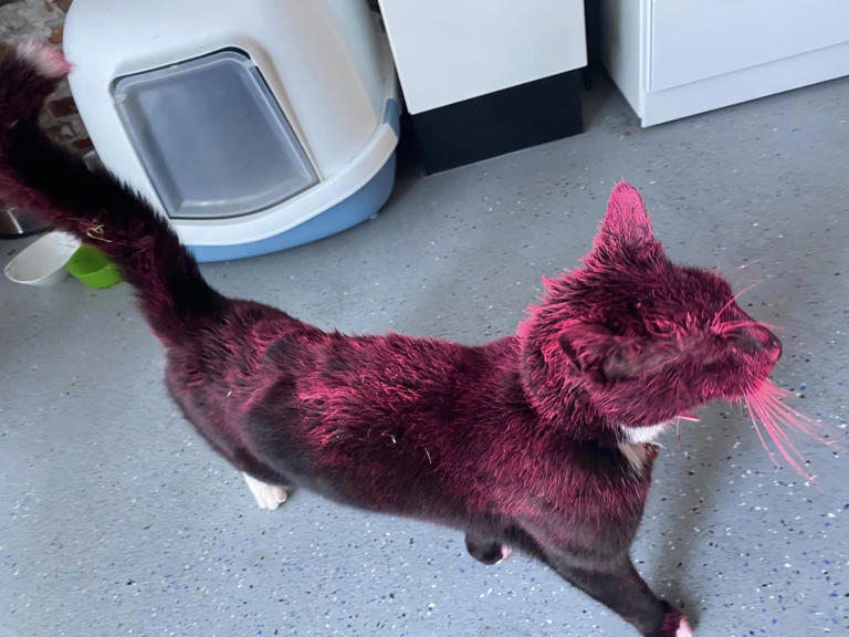 De kat van Shira kwam roze thuis: 'Chemische, niet-uitwasbare lakverf'