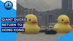 Two Giant Inflatable Ducks Returns To Hong Kong After 10 Years | Watch | Digital | CNBC TV18