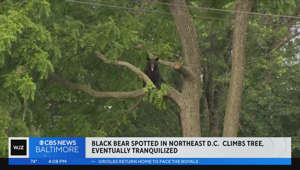 Black bear tranquilized after roaming Northeast DC, hanging out in tree