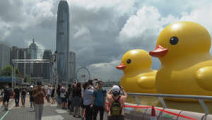 Giant duck arrives to Hong Kong with friend