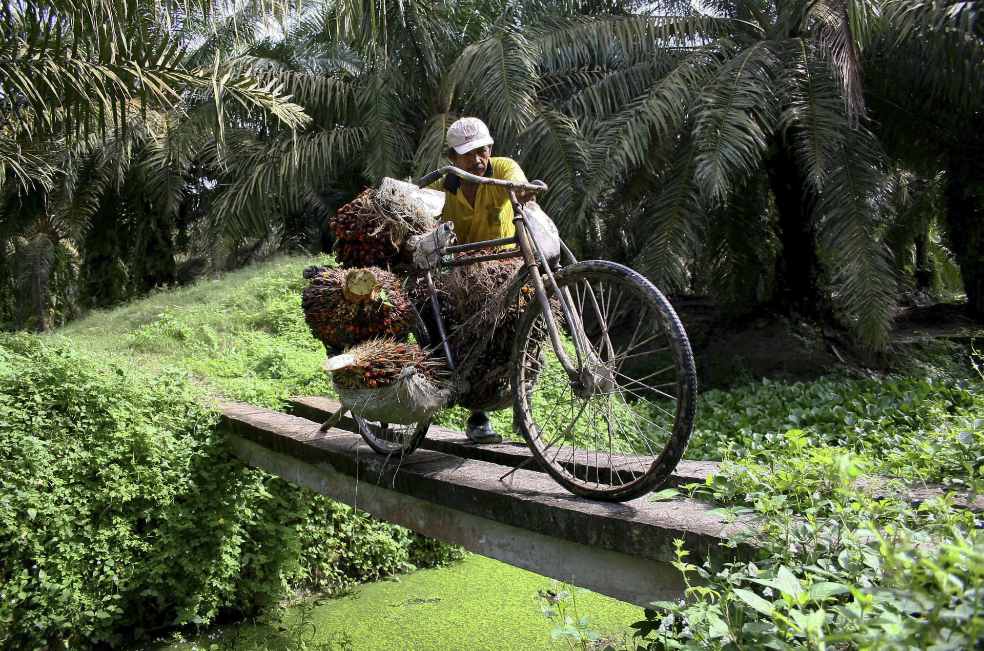 Un ouvrier transporte des fruits de palmier sur un vélo, au cœur d'une plantation, au nord de Sumatra, en Indonésie.<p>Tu pourrais aussi aimer:<a href="https://www.starsinsider.com/n/264234?utm_source=msn.com&utm_medium=display&utm_campaign=referral_description&utm_content=311388v1"> Les races de chiens à adopter si on a déjà un chat</a></p>