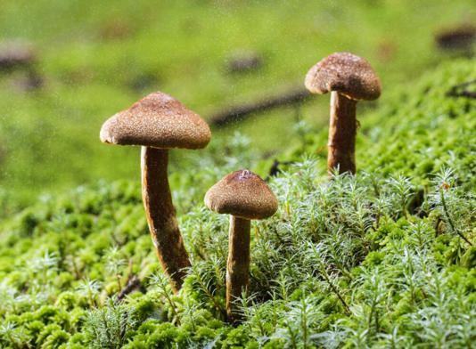 Hallucinogen use is on the rise among young adults