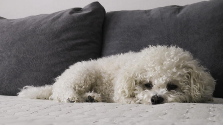 A Bichon Frise dog seen on a bed. A video of a Bichon Frise that always ditches his dog bed and heads for a human bed has gone viral on TikTok.