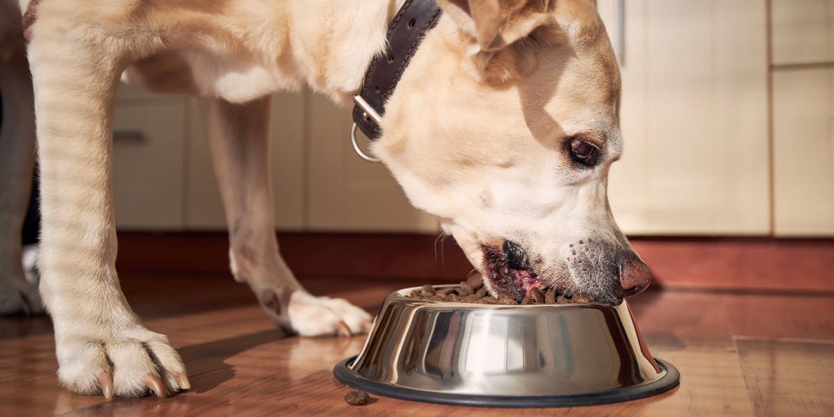 The Best Senior Dog Food Of 2023